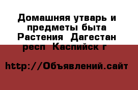 Домашняя утварь и предметы быта Растения. Дагестан респ.,Каспийск г.